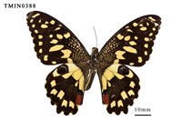 藏品(花鳳蝶)的圖片